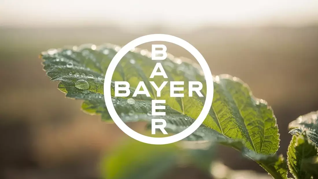 Bayer Stock Consolidates After 58% Surge on Roundup Legal Victory