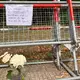 Menschen drücken ihre Gefühle auf Zetteln und mit Blumen nach dem Anschlag auf den Berliner CSD aus.  - Bild: Monika Wendel/dpa