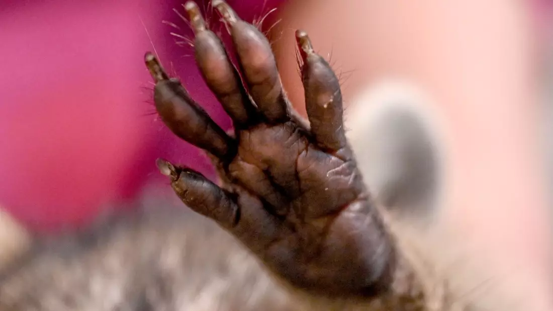 Sein Anblick irritiert - und entzückt: Ein etwas deformierter Waschbär erobert nicht nur die Herzen der Anwohner, durch deren Gärten er streunert. (Symbolbild) - Bild: Britta Pedersen/dpa