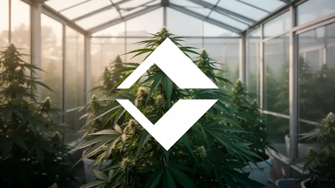 Trulieve Aktie: Millionen-Wette auf Trump für Cannabis-Lockerung