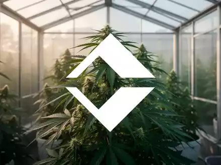 Eine grüne Cannabispflanze in einem modernen, hellen Gewächshaus als Symbol für die Cannabis-Branche. - Foto: über boerse-global.de