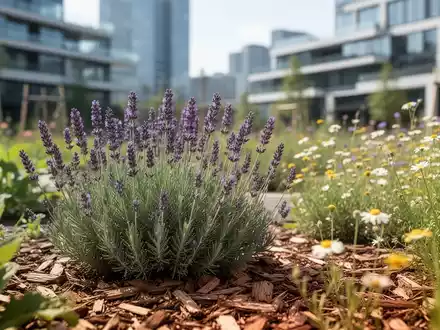Gesunde Lavendelpflanzen und Wildblumen in einem mit Mulch bedeckten Bodenbeet in einer nachhaltigen Stadtumgebung. - Foto: über boerse-global.de