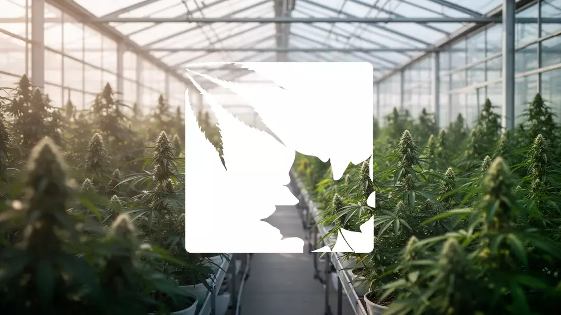 OrganiGram: Europageschäft und Premiumstrategie im Fokus