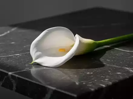Eine einzelne weiße Calla-Lilie auf einer dunklen Steinoberfläche als Symbol für Bestattungsvorsorge und Vergänglichkeit. - Foto: über boerse-global.de