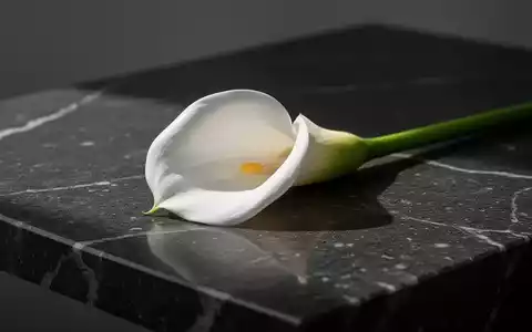 Eine einzelne weiße Calla-Lilie auf einer dunklen Steinoberfläche als Symbol für Bestattungsvorsorge und Vergänglichkeit. - Foto: über boerse-global.de