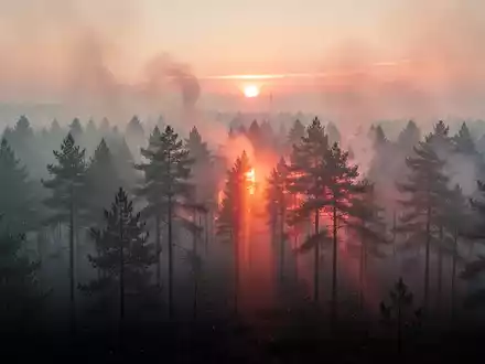 Dichter Rauch durchzieht einen europäischen Nadelwald bei Sonnenuntergang und verdeutlicht die Luftverschmutzung. - Foto: über boerse-global.de