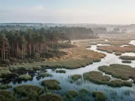 Eine klimaresiliente Küstenlandschaft in Mecklenburg-Vorpommern mit Mischwäldern und Feuchtgebieten bei morgendlichem Licht. - Foto: über boerse-global.de