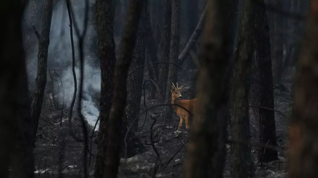 Die Auswirkungen der Waldbrände auf Fauna und Flora sind enorm. - Bild: Baz Ratner/AP/dpa