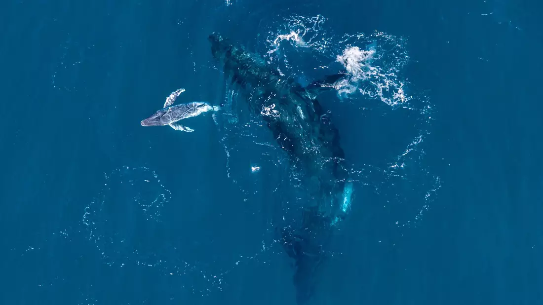 Experten halten die Drohnen-Aufnahmen für eine Weltpremiere.  - Bild: Alexander Forrest/Organisation for the Rescue and Research of Cetaceans in Australia (ORRCA)/dpa