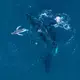 Experten halten die Drohnen-Aufnahmen für eine Weltpremiere.  - Bild: Alexander Forrest/Organisation for the Rescue and Research of Cetaceans in Australia (ORRCA)/dpa