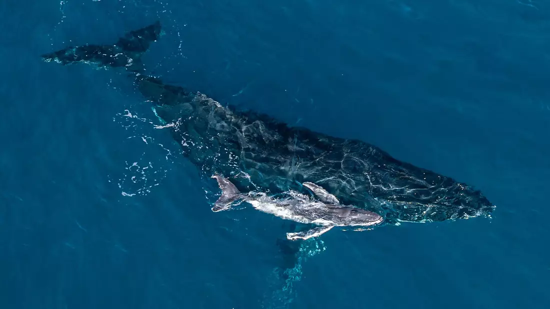 Forscher bezeichneten die Bilder der Geburt als «magischen Moment». - Bild: Alexander Forrest/Organisation for the Rescue and Research of Cetaceans in Australia (ORRCA)/dpa