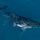 Forscher bezeichneten die Bilder der Geburt als «magischen Moment». - Bild: Alexander Forrest/Organisation for the Rescue and Research of Cetaceans in Australia (ORRCA)/dpa