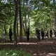 Im Berliner Tiergarten suchen Polizisten offenbar weitere Beweismittel zum Terroranschlag vom vergangenen Samstag.  - Bild: Sven Kaeuler/dpa