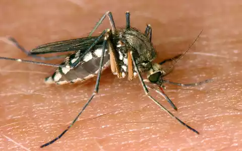Eine West-Nil-Virus-Infektion in Rheinland-Pfalz ist die erste bekannte Ansteckung im Inland in diesem Jahr. (Symbolbild) - Foto: Andreas Lander/dpa-Zentralbild/dpa