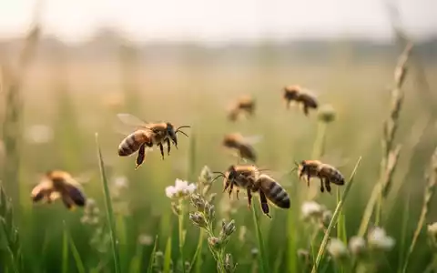 Nahaufnahme von Bienen in einer natürlichen Wiesenlandschaft bei sanftem Morgenlicht. - Foto: über boerse-global.de