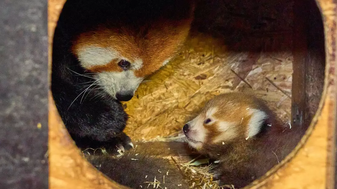 Mama Kamala betreue ihren Nachwuchs liebevoll und zeige sich sehr fürsorglich. (Handout) - Bild: Tiergarten Kleve/dpa