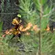 In der Waldbrandregion an der französischen Atlantikküste gibt es ein vorsichtiges Aufatmen für Einsatzkräfte und Bevölkerung. - Bild: Emma Da Silva/AP/dpa
