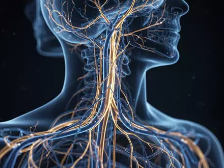 Hochdetaillierte medizinische Visualisierung des menschlichen Vagusnervs in einer klinischen Forschungsumgebung. - Foto: über boerse-global.de