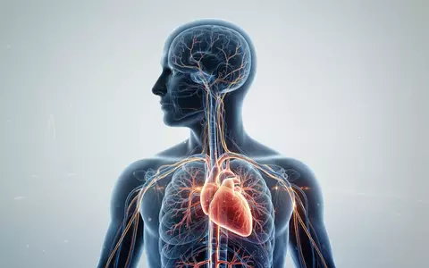 Abstrakte medizinische Darstellung des menschlichen Körpers zur Veranschaulichung der metabolischen Gesundheit. - Foto: über boerse-global.de