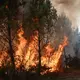 Der Klimawandel führt zu mehr Waldbränden. Gleichzeitig fachen die Emissionen der Feuer - Bild: Emma Da Silva/AP/dpa