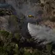 In Spanien sind die verheerenden Waldbrände in den Regionen Madrid, Ávila und Toledo inzwischen weitgehend eingedämmt. - Bild: Olmo Calvo/AP/dpa