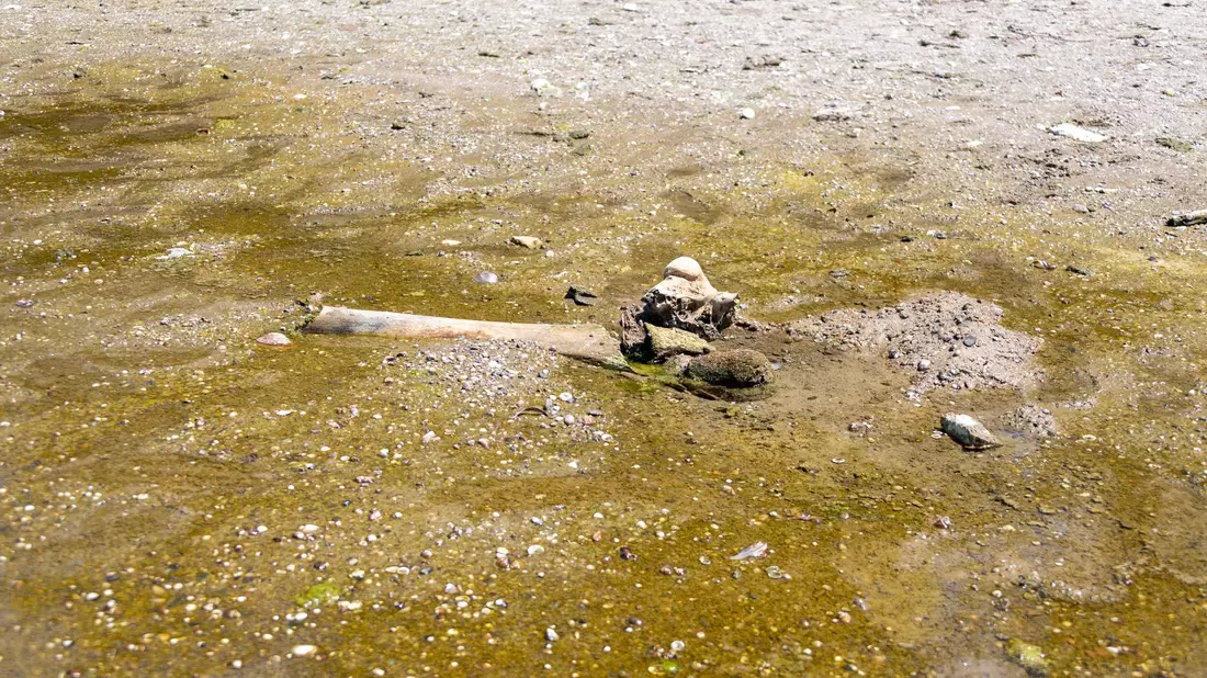 Hitze enthüllt Mammut-Unterkiefer in bulgarischem Donaudorf - Bild: ---/Regionales Geschichtsmuseum Russe an der Donau/dpa