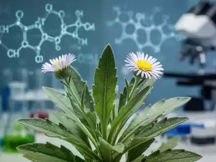 Erigeron breviscapus Pflanze vor unscharfem Hintergrund mit molekularen Strukturen in einem Forschungslabor. - Foto: über boerse-global.de