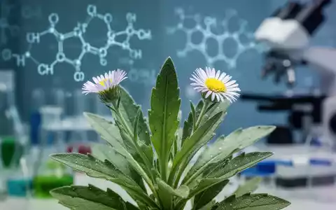 Erigeron breviscapus Pflanze vor unscharfem Hintergrund mit molekularen Strukturen in einem Forschungslabor. - Foto: über boerse-global.de