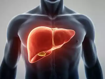 Abstrakte Darstellung der Lebergesundheit in einer klinischen Umgebung zur medizinischen Forschung. - Foto: über boerse-global.de