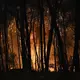 Es brennt die ganze Nacht. Die einzige Hoffnung: Dass der Wind abschwächt. - Bild: Michael Varaklas/AP/dpa