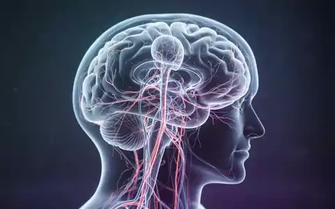 Abstrakte Darstellung eines menschlichen Nervensystems in einem Gehirn als Symbol für die neurobiologische Schmerzforschung. - Foto: über boerse-global.de