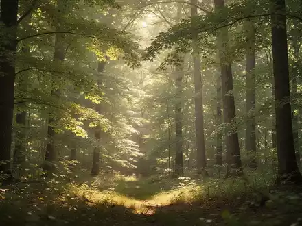 Ein sonnendurchfluteter, friedlicher Wald an einem warmen Sommertag, der eine ruhige und erholsame Atmosphäre ausstrahlt. - Foto: über boerse-global.de