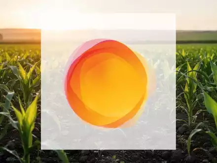 Ein sonnendurchflutetes, gesundes landwirtschaftliches Feld, das Wachstum und Erholung symbolisiert. - Foto: über boerse-global.de