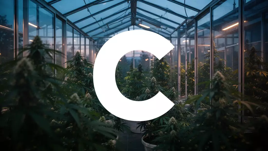Cresco Labs Aktie rutscht ab: Cannabis-Konzern vor zentraler Quartalsprobe