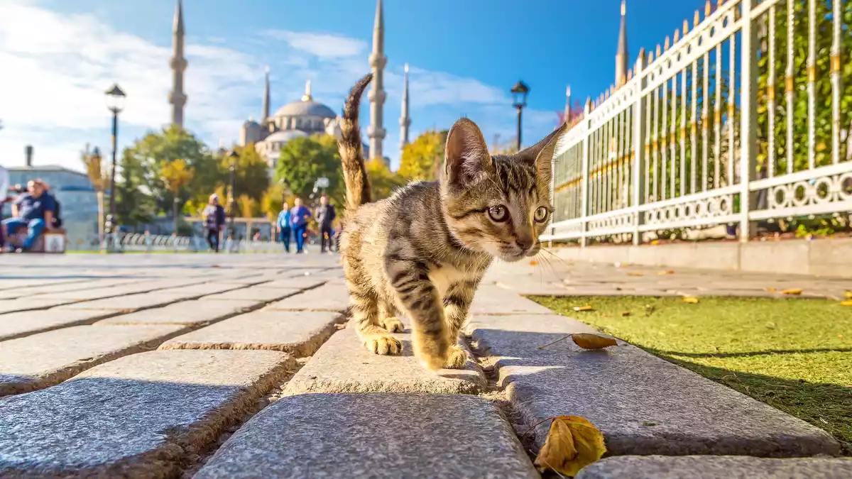 TicToc-Hit: Die Katzen von Istanbul