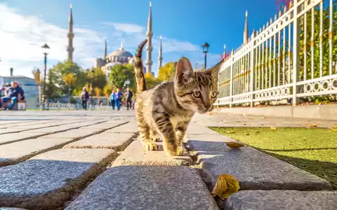 Katzen von Istanbul - Foto: TGA über pressetext.de