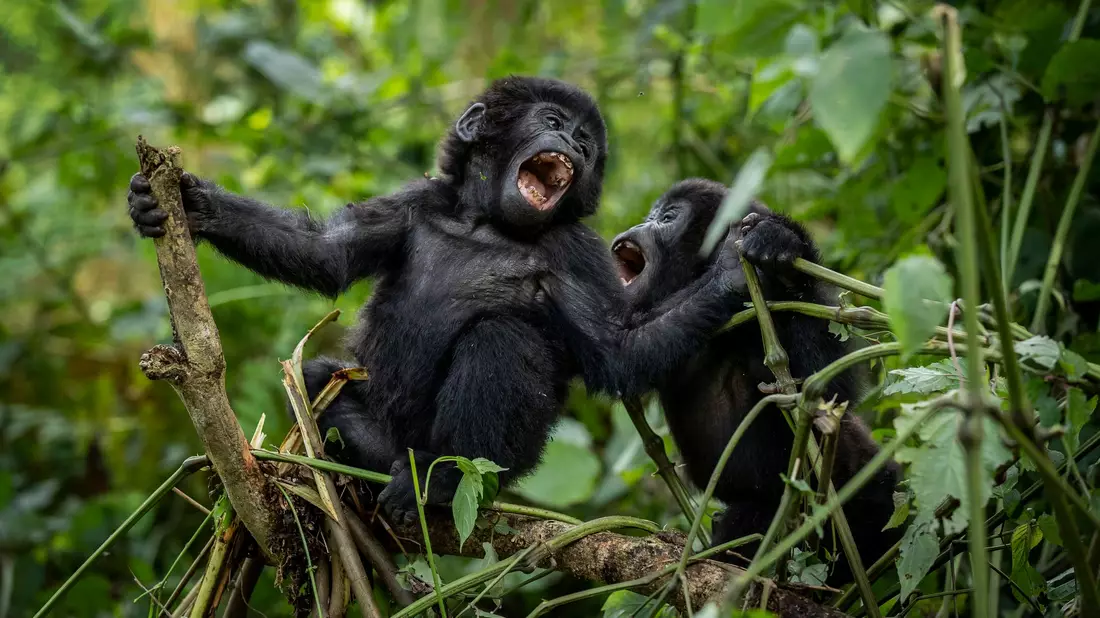 Bei den Berggorillas haben Artenschutz-Maßnahmen Wirkung gezeigt. - Bild: Uncredited/AP/dpa