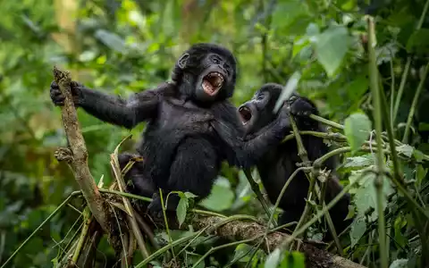 Bei den Berggorillas haben Artenschutz-Maßnahmen Wirkung gezeigt. - Foto: Uncredited/AP/dpa