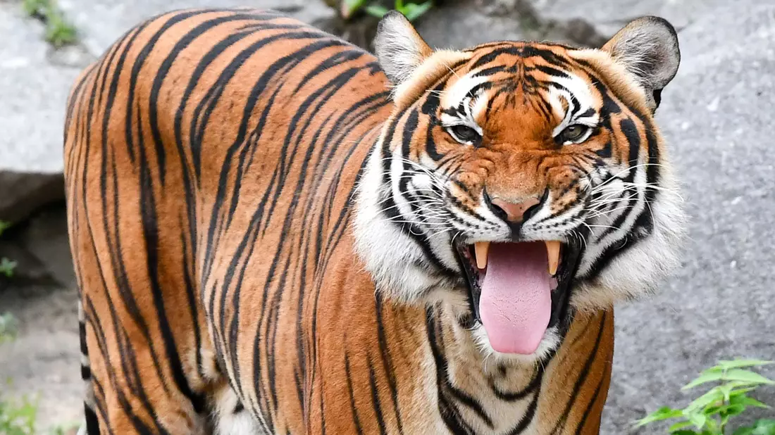 Indochinesische Tiger sind in freier Wildbahn sehr selten geworden. (Archivbild) - Bild: Jens Kalaene/dpa-Zentralbild/dpa