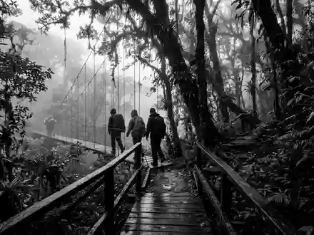 Schwarzweiss-Reportagebild vom Wahrzeichen Monteverde-Nebelwald in Monteverde Costa Rica, dokumentarische Reisefotografie mit starken Kontrasten - Foto: THN
