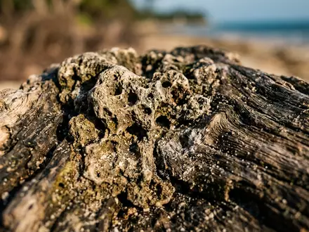 Extreme Makroaufnahme eines Materialdetails am Wahrzeichen Diani Beach in Ukunda Kenia, taktile Struktur und weiches - Foto: THN