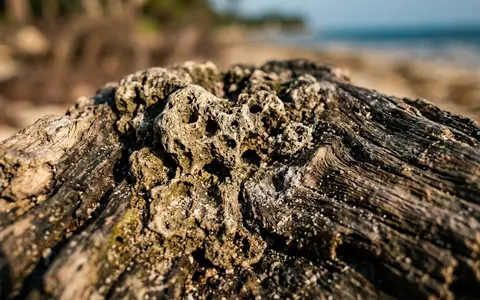 Extreme Makroaufnahme eines Materialdetails am Wahrzeichen Diani Beach in Ukunda Kenia, taktile Struktur und weiches - Foto: THN