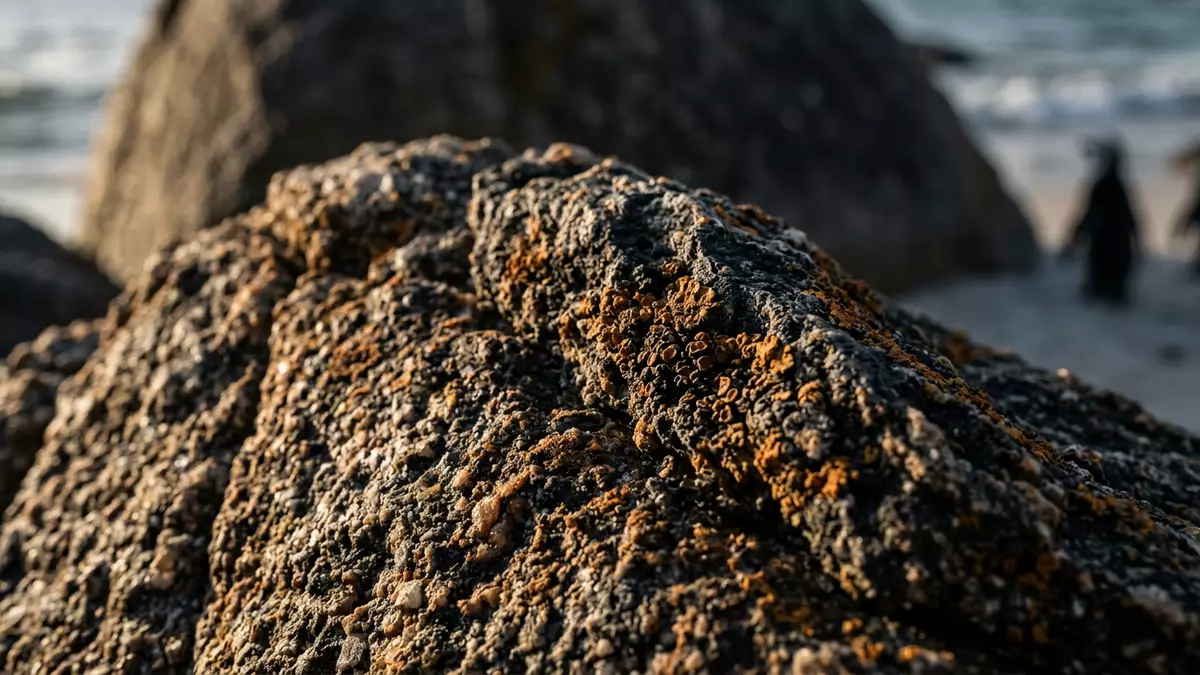 Makroaufnahme eines Materialdetails am Wahrzeichen Boulders Beach, Simon's Town Sudafrika