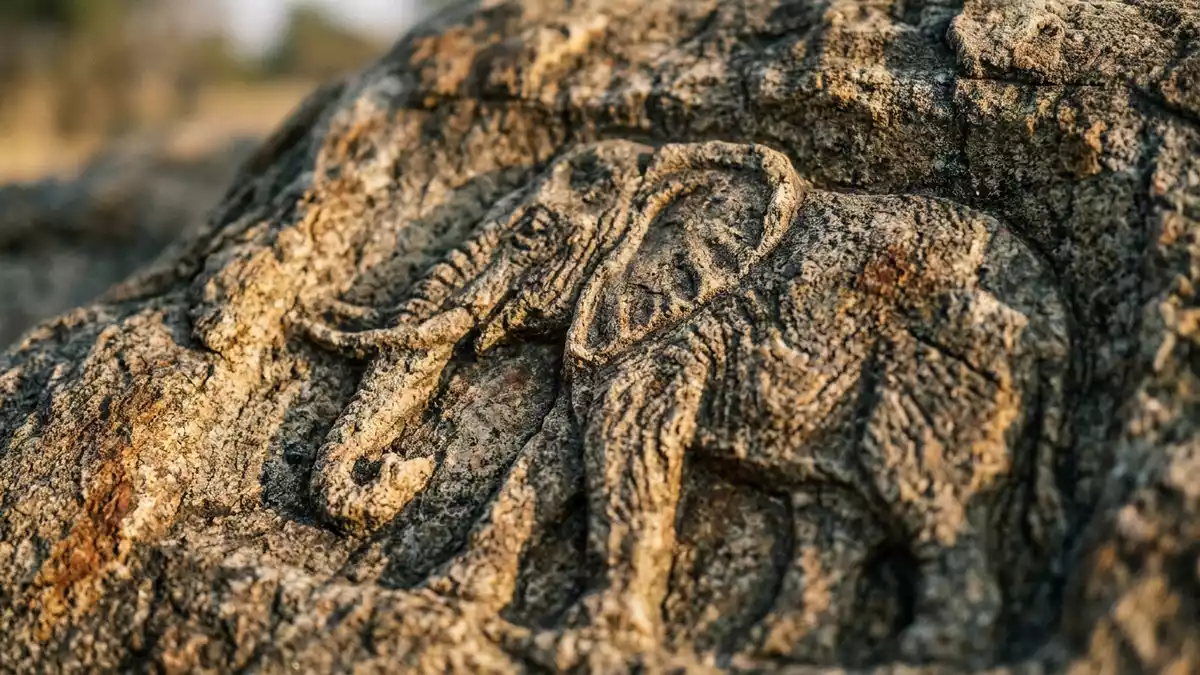 Makroaufnahme eines Materialdetails am Wahrzeichen Chobe-Nationalpark, Kasane Botswana