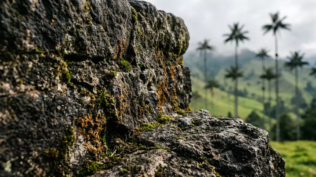 Makroaufnahme eines Materialdetails am Wahrzeichen Cocora-Tal, Salento Kolumbien