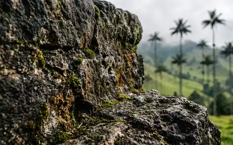 Extreme Makroaufnahme eines Materialdetails am Wahrzeichen Cocora-Tal in Salento Kolumbien, taktile Struktur und weiches Seitenlicht - Foto: THN