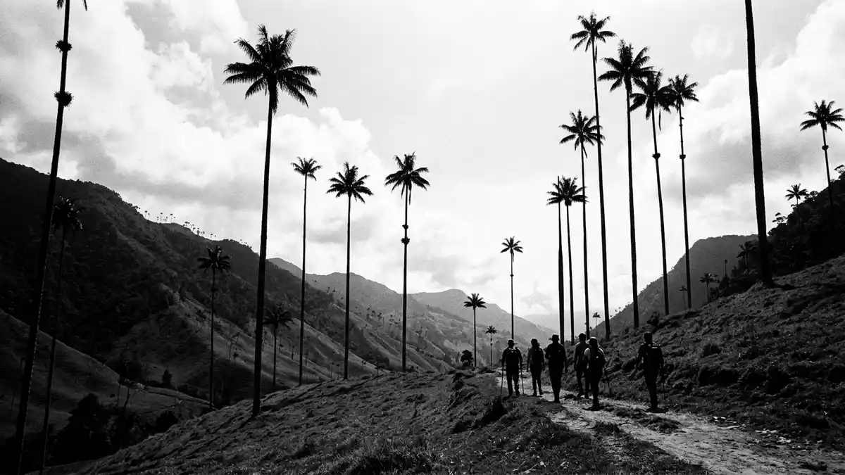 Schwarzweiss-Reportage vom Wahrzeichen Cocora-Tal in Salento, Kolumbien