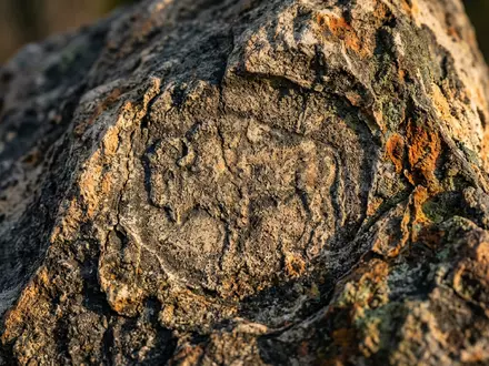 Extreme Makroaufnahme eines Materialdetails am Wahrzeichen Yellowstone-Nationalpark in Yellowstone USA, taktile Struktur und weiches Seitenlicht - Foto: THN