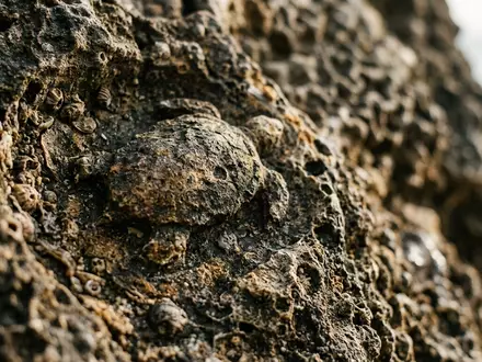 Extreme Makroaufnahme eines Materialdetails am Wahrzeichen Bocas del Toro in Bocas del Toro Panama, taktile - Foto: THN