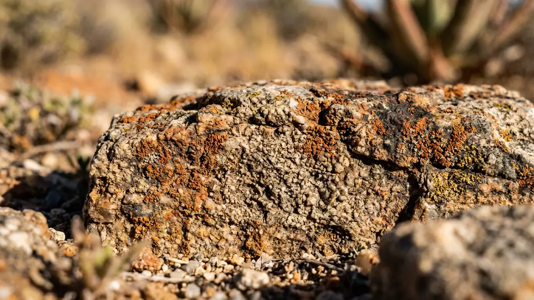 Makroaufnahme eines Materialdetails am Wahrzeichen Namaqualand-Blutenroute, Springbok Sudafrika